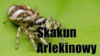 Skakun Arlekinowy (Salticus scenicus) // Zebra spider - wystrój pojemnika // box setup