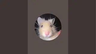 Callhampterofficial  is live!