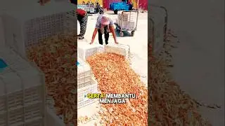 Manfaat Hebat Makan Udang Kering untuk Kesehatan #UdangKering #ManfaatSehat #ProteinAlami
