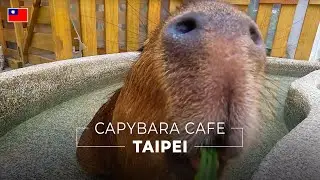 Taipei Capybara Cafe | MUST GO #capybaraknight [2023-09-15][4K]