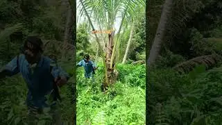 &ldquo;Journey Sore: Merawat yang Telah Ditanam&rdquo; #JourneyHidup#BelajarDariKebun#ProsesTidakInstan