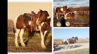 Bay Paint Draft X Driving/Trail/Field Trial Gelding For Sale