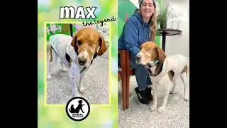 Adopt Max the Legend | Animal Orphanage | Dogs & Cats for Adoption | #aonj