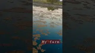 my #farm #music  #song #blogger
