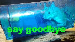 Say Goodbye - Blinc&trade; Humane Catch & Release mouse trap (not sponsored)