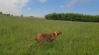 Bell pointing partridge