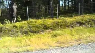Moose jumping fence in the north of Sweden