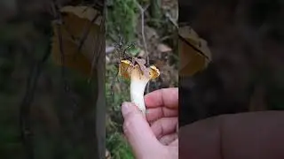 #Girolle #champignons #shortvideo #nature #mountains la cueillette au d&eacute;but du mois octobre 2025