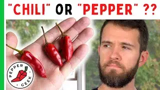 &laquo;Чили&raquo; или &laquo;Перец&raquo; &mdash; что это? &mdash; Pepper Geek