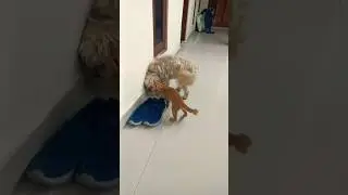 When cat and dog live in harmony #goodlife #catshorts #catlife #catanddogshorts #doglovers #doggie