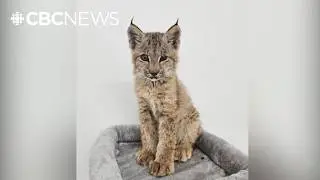 Manitoba animal hospital caring for baby lynx after mom killed in dog attack