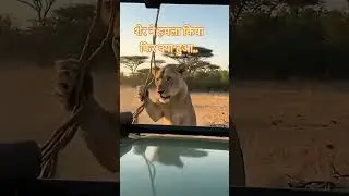 Gorilla Mother Hands Baby To Humans While Being Attacked By Lion 😭#viral #funny #shortvideos