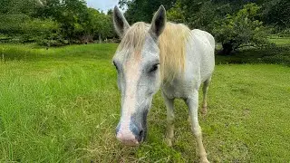 Spirit | Meeting the Herd of Happy Horses at Horse Spirit Healing in Costa Rica
