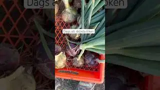 Dags att sk&ouml;rda l&ouml;ken