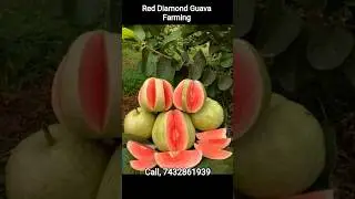 Red Diamond Guava Farming #reddiamondguava #guavaplant #redguava #reddiamond1 #redkingguava