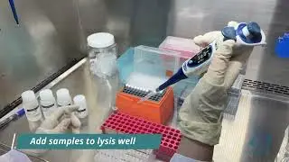 Khoa Thuong Biotech - AccuPid ASFV Detection Kit Procedure