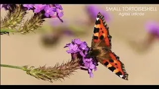 The Small Tortoiseshell butterfly