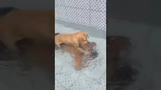 Please, help! My dog is trying to fchhllll... Bllchhhhfhhhhhh. #funny #puppy #funnyclip #funnydogs