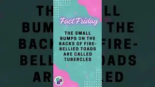 The small bumps on the backs of fire-bellied toads are called tubercles