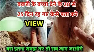 4 महिने की गाभिन बकरी का पता लगाने का सबसे आसान तरीका // 4 month pregnant goat symptoms