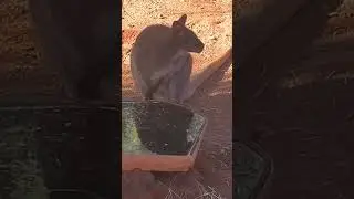 Cute Wallaby drinking water- #cuteanimals #wallaby