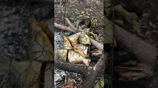 Makan dikebun memang paling sedap dan enak #shortvideo #fypviralシ