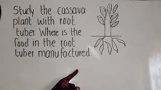 Biology root tuber 24