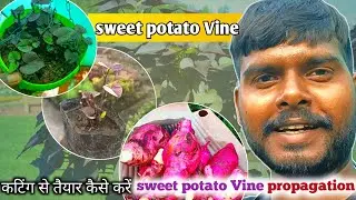 Purple sweet potato Vine ll cutting propagation & care स्वीट पोटैटो वाइन को कटिंग से तैयार कैसे करे