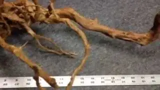 Spider wood 1