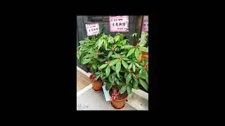 澄熒SPA-中壢做臉 推薦：楊子嫻 老師,教育訓練講師 | 中壢清粉刺
