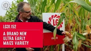 LG31.152 | Brand New Ultra Early Maize Variety from Limagrain