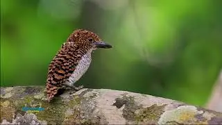 Banded Kingfisher
