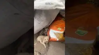 HeartTouching 😭#short #dog #emotional #trending #viral #doglover #animal