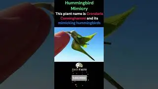 Blooms in Disguise: 🌿🕊️ Croralaria Cunninghammi's Hummingbird Mimicry #amazing #facts #viral #shorts