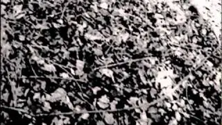The Blair Witch Project (1999) Teaser Trailer #2