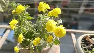 হ্যালো সবাইকে 👋 মিষ্টি দুপুরের শুভেচ্ছা জানাই সকল বন্ধুদের 🌸