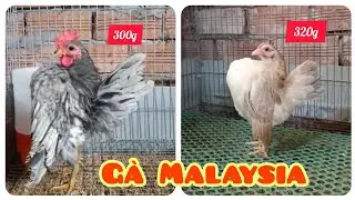 Gà Serama siêu đẹp đủ lứa tuổi, ngày 24/12/2025 | Trại gà Serama Cần Thơ.