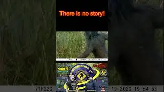 Bigfoot Caught on Trail Cam ? - Bigfoot Video