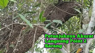 Petunjuk Paling Akurat Untuk Mengetahui Keberadaan Sarang Lebah #lebah #madu #hutan #alam#maduhutan