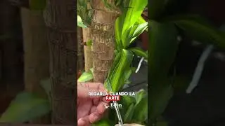 Cuidados del PALO DE BRASIL 🪴 | Plantas de INTERIOR para PRINCIPIANTES #summervibes