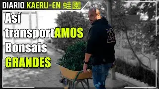 Mejoras en la Tortuga Enferma, actualizaci&oacute;n gatitos yamadori