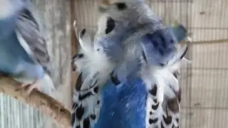 My budgerigar/parakeets Aviary tour 2021