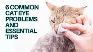 Cat Eye Care: 6 Common Cat Eye Problems & Essential Tips