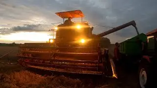 Wieczorne koszenie ładnego zboża miodowym Bizonem aż do nocy