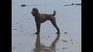 The Movie For Dogs!