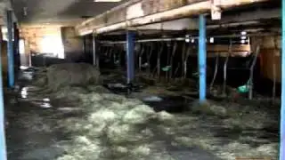 Stallbrand: Zwei Kaelbchen ueberleben in den Flammen