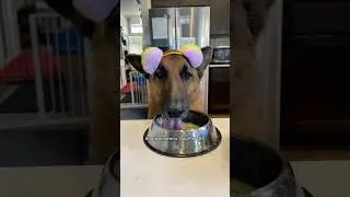 What my Chinese Shepherd eats in a day #dog #shorts #germanshepherd