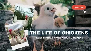 Everything I know about raising and having chickens