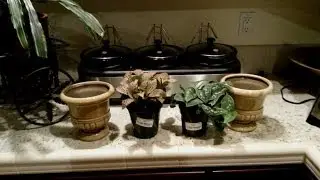 Home Depot Small Crackle Urn Ceramic Planter & Foliage Review