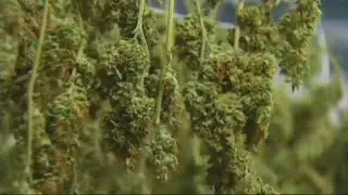 ATL and marijuana